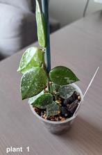 hoya krohniana splash leaves  ( stekjes ), Overige soorten, In pot, Minder dan 100 cm, Bloeiende kamerplant