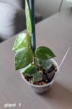 hoya krohniana splash leaves  ( 1 ), Huis en Inrichting, Kamerplanten, Overige soorten, Minder dan 100 cm, Halfschaduw, In pot