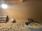 Chineese kwartel, Dieren en Toebehoren, Vogels | Overige Vogels, Vrouwelijk