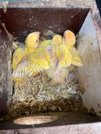 Vogels om groot te brengen, Animaux & Accessoires, Oiseaux | Perruches & Perroquets, Domestique, Perroquet nain ou Inséparable