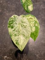Alocasia Macrorrhiza Splash, Overige soorten, Minder dan 100 cm, Groene kamerplant, Halfschaduw