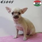 Chihuahua pups – dapper én lief, Dieren en Toebehoren, 15 weken tot 1 jaar, Handelaar, Buitenland, CDV (hondenziekte)