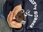 Hamster met aquarium, Dieren en Toebehoren, Knaagdieren, Vrouwelijk, Hamster, Tam