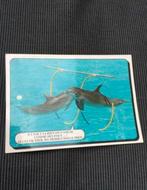 Postkaart Dolfijnen, Collections, Cartes postales | Animaux, Animal aquatique, Non affranchie, 1980 à nos jours, Enlèvement ou Envoi