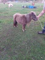 Minipaardje slecht 72 cm merrietje, Dieren en Toebehoren, Pony's, Merrie