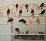 Portugese Harlekijn kanaries ( basis vogels), Animaux & Accessoires, Oiseaux | Canaris, Plusieurs animaux, Canari de posture