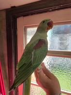 Grande perruche Alexandre, Animaux & Accessoires, Bagué