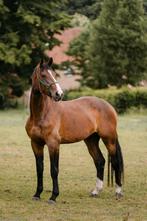 Vancouver – prachtige 4-jarige BWP-ruin (1m74, dressuur), Dieren en Toebehoren, Gechipt, Ruin, Dressuurpaard, Zadelmak