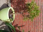 Sinaasappelboom 2 stuks met pot, Jardin & Terrasse, Plantes | Arbres fruitiers, En pot, Été, Autres espèces, Enlèvement