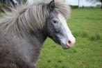 Super lieve shetlandpony merrie + bereden A pony merrie, Gechipt, Merrie, Niet van toepassing, 3 tot 6 jaar