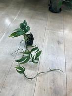 Monstera Subpinnata XL, Huis en Inrichting, Kamerplanten, Ophalen