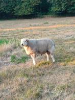 Franse Texel dekram, Dieren en Toebehoren, Schapen, Geiten en Varkens, Mannelijk, Schaap, 3 tot 5 jaar