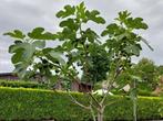 volwassen vijgenboom - hoogte 270 cm - minimaal 75 vijgen, Ophalen, Volle zon, 250 tot 400 cm, Bloeit niet