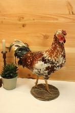 Taxidermie - Opgezette grote haan, Verzamelen, Ophalen of Verzenden, Gebruikt, Vogel, Opgezet dier