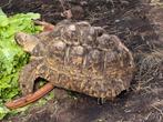 Luipaardschildpadden Kweekgroep - Stigmochelys pardalis, Dieren en Toebehoren, Schildpad, 11 jaar of ouder