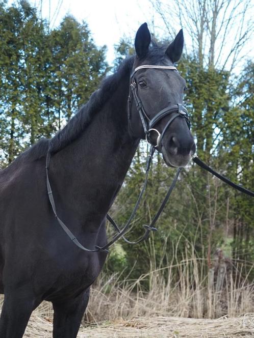 talentvolle allround merrie, Dieren en Toebehoren, Paarden, Merrie, B, 165 tot 170 cm, 11 jaar of ouder, Dressuurpaard, Gechipt