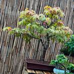 Bonsai Acer Palmatum Katsura/ - 28 jaar, Tuin en Terras, Planten | Tuinplanten, Ophalen, Lente