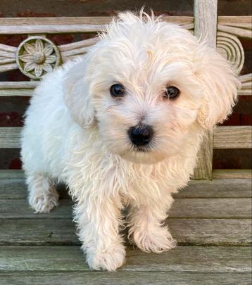 Maltipoo pups (maltezer x dwergpoedel) beschikbaar voor biedingen