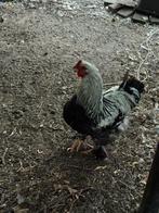 Brahma haan 1jaar, Dieren en Toebehoren, Pluimvee, Mannelijk, Kip
