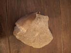 Mossasaurus tand, Ophalen, Fossiel
