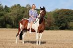Lieve en mooie D-pony, Dieren en Toebehoren, Pony's, Gechipt, Ruin, Niet van toepassing, 11 jaar of ouder