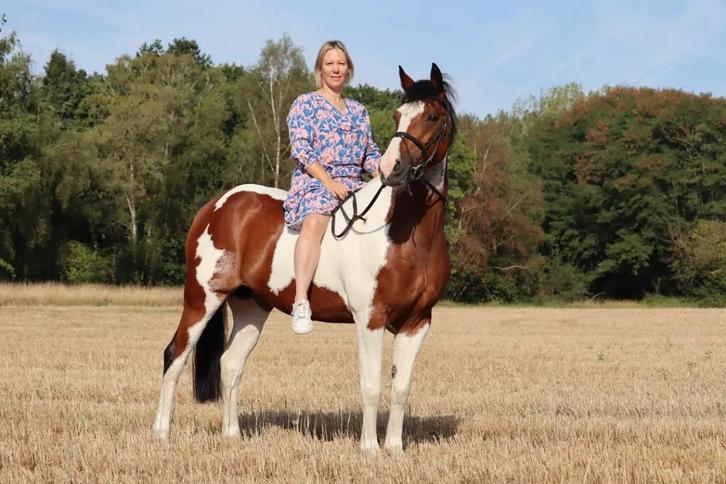 Lieve en mooie D-pony, Dieren en Toebehoren, Pony's, Ruin, Niet van toepassing, D pony (1.37m tot 1.48m), Recreatiepony, 11 jaar of ouder