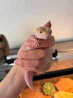 Luipaard gekko zoekt thuis, Dieren en Toebehoren, Reptielen en Amfibieën, Overige soorten, Met terrarium, 0 tot 2 jaar