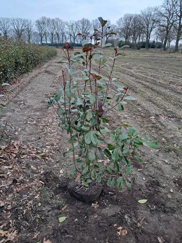 Glansmispel voorjaarsactie tot en met 1 maart 125-150 cm €9 beschikbaar voor biedingen