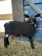 Ooi lam, Dieren en Toebehoren, Vrouwelijk, Schaap, 0 tot 2 jaar