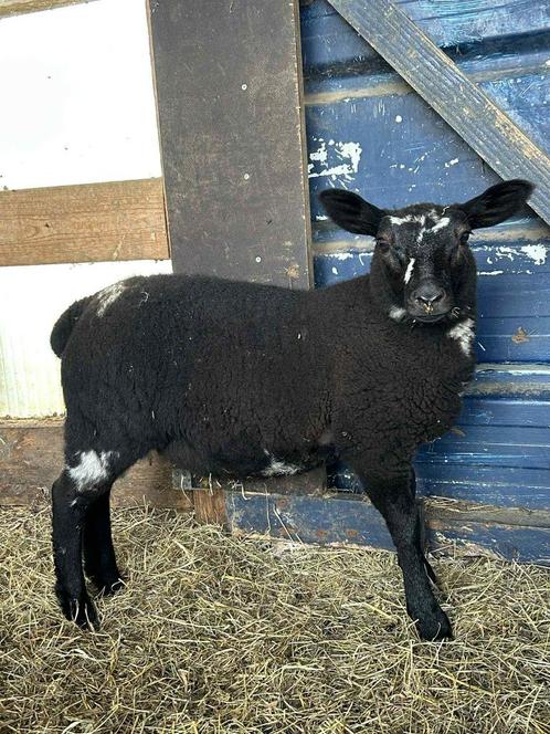 Ooi lam, Dieren en Toebehoren, Schapen, Geiten en Varkens, Schaap, Vrouwelijk, 0 tot 2 jaar