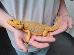 Baardagaam man 1j hypo trans gen blauw, Dieren en Toebehoren, Hagedis, Tam, 0 tot 2 jaar