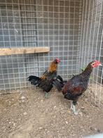 Kriel hanen, Dieren en Toebehoren, Pluimvee