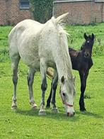 Ibero veulens en meerdere jonge paarden, Animaux & Accessoires, Chevaux