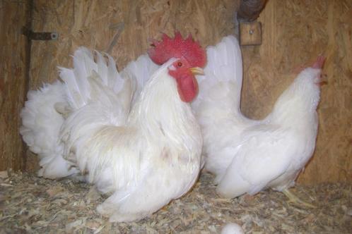 Foktoom witte chabo's, Dieren en Toebehoren, Pluimvee, Kip, Meerdere dieren