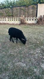 Quessant ooi en lammetje, Dieren en Toebehoren, Schapen, Geiten en Varkens, Meerdere dieren, Schaap, 0 tot 2 jaar