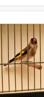 Chardonerer parva, Dieren en Toebehoren