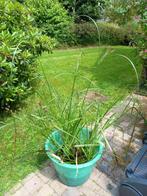 Lot plantes aquatiques, étang, marre, zone humide, Jardin & Terrasse, Plantes | Jardin, Enlèvement, Été, Plante fixe, Plantes de bassin