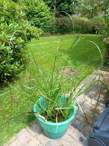 Lot plantes aquatiques, étang, marre, zone humide 