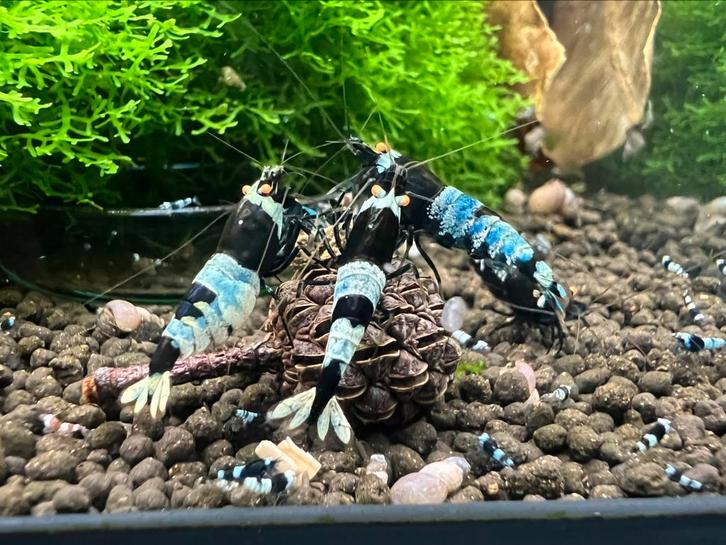 Panda/Mosura OE Caridina, Dieren en Toebehoren, Vissen | Aquariumvissen, Kreeft, Krab of Garnaal