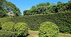 Tuinwerken & Kleine Tuinklusjes aan Huis, Ophalen of Verzenden, Buxus, Haag, 250 cm of meer