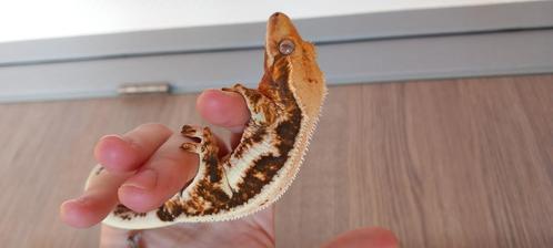 New Caledonische gecko kweker, zie advertentie, Dieren en Toebehoren, Reptielen en Amfibieën, Hagedis, 0 tot 2 jaar, Met terrarium