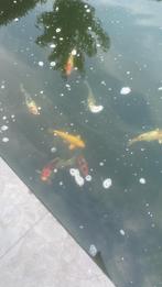 Baby koi’s, Dieren en Toebehoren, Karper of Koi