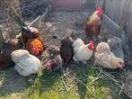 Broedeieren Cochin kriel., Dieren en Toebehoren, Pluimvee, Meerdere dieren, Kip