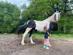 Grande jument irlandaise éduquée de 11 ans (1,7 m) (IPSA), Animaux & Accessoires, Chevaux, Jument, Cheval d'attelage, Débourré