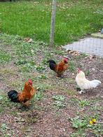 Sierhaantjes te koop, Dieren en Toebehoren, Pluimvee, Kip