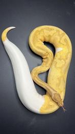 0.1 banana pied (proven ), Dieren en Toebehoren, Reptielen en Amfibieën