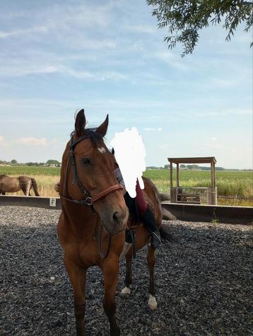 Zeer lieve recreatie ruin beschikbaar voor biedingen