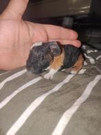 Prachtige US Teddy cavia’s zeugjes/beertjes, Dieren en Toebehoren, Cavia, Augustus, Meerdere dieren, Tam