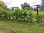 Verschillende palmbomen Trachycarpus fortunei te koop, Tuin en Terras, Planten | Bomen, Ophalen, In pot, Palmboom