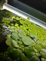 Limnobium livaegatum drijfplant, Enlèvement, Neuf, Plante(s), Pierre ou Bois